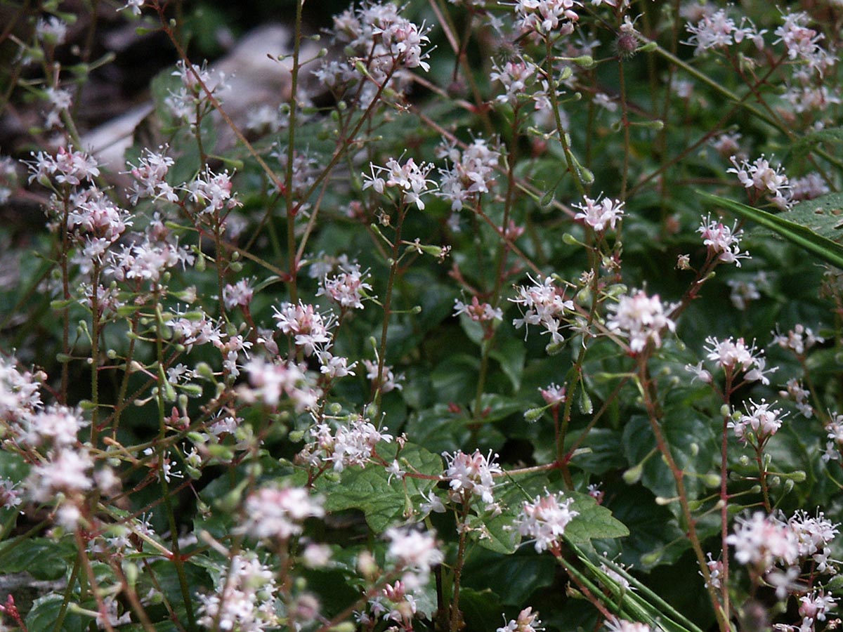 Blüten